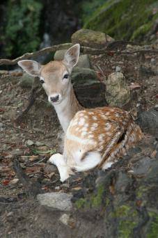 Bambi