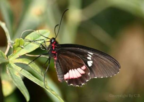 Farfalla