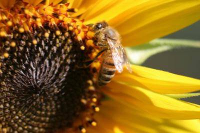 Girasole