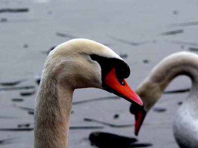 Il cigno