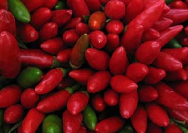 peperoncino galleria