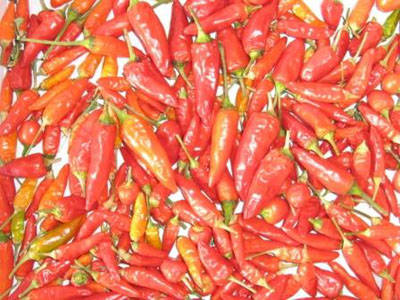 peperoncino galleria