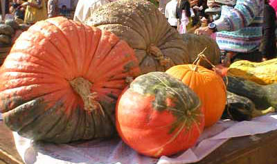 zucca