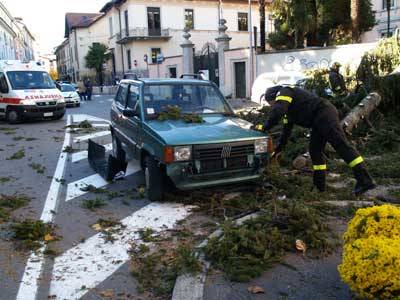 albero caduto varese