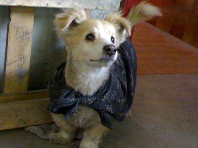 Bat-Max