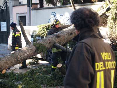 cedro libano varese