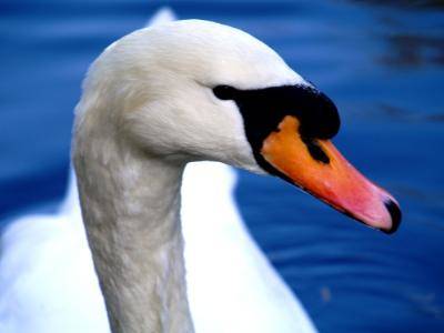 Cigno