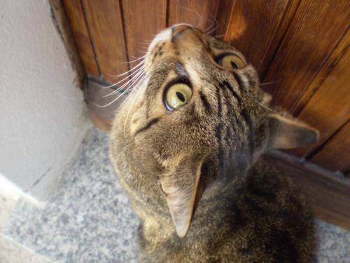 Coccola