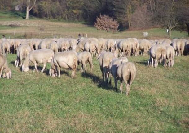 Pecore a Vegonno gregge pastore