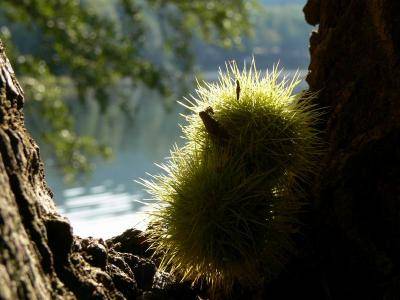 Autunno