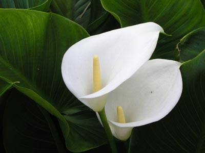 Calla