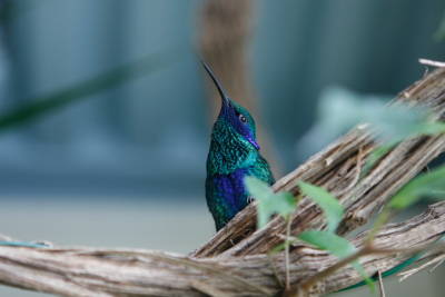 Colibrì