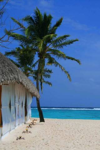 Maldive