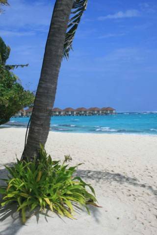 Maldive