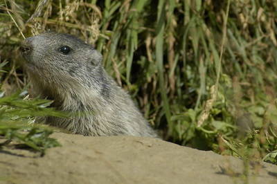 Marmotta