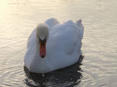 cigno