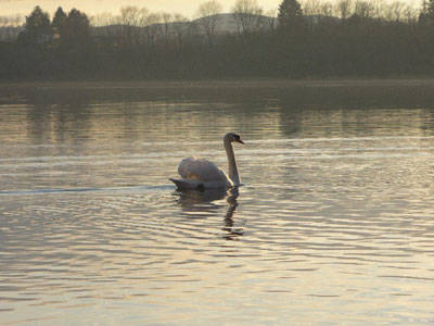 cigno