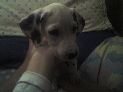 Macchia