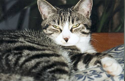 Stella