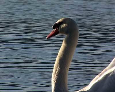 cigno