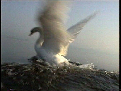 cigno