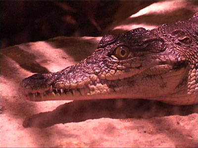 coccodrillo