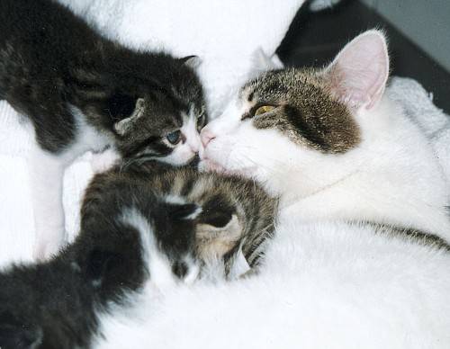 Mamma Minou