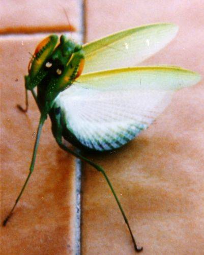 mantide religiosa