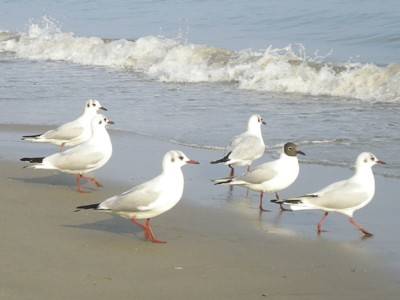 tutti al mare!
