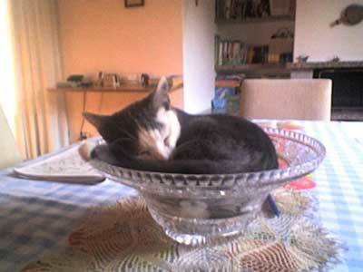 Bijou