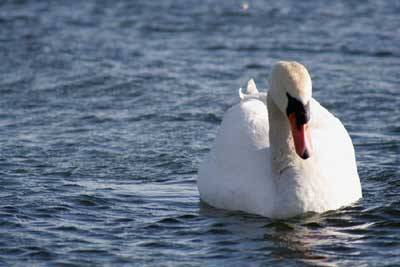 Cigno