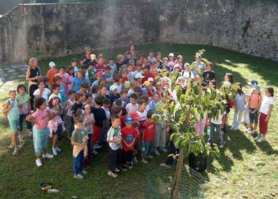 kaki tree project 2005