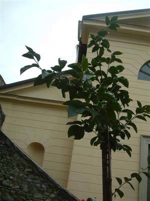 kaki tree project 2007