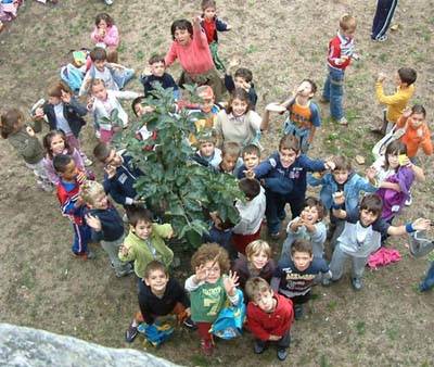 kaki tree project