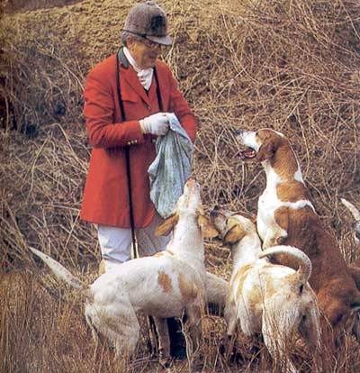 cavalli e brughiera