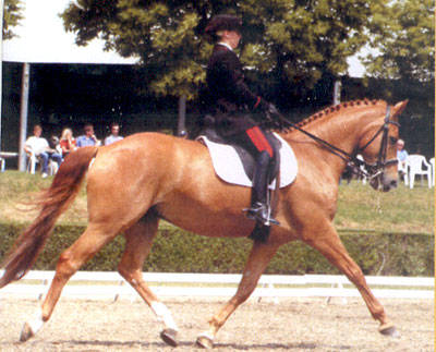 cavalli e brughiera