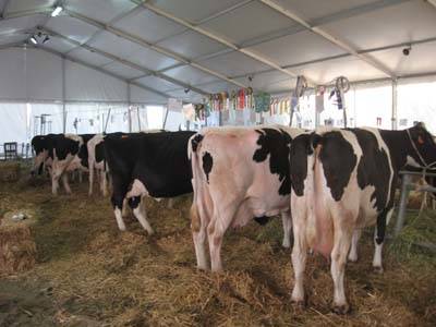 fiera malpensafiere agrivarese 2008