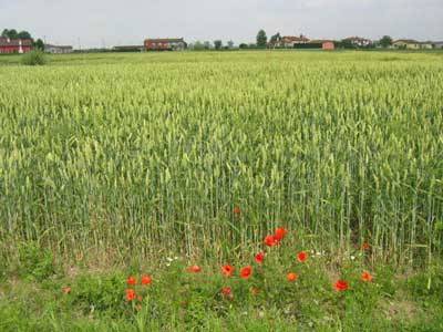 campo di grano