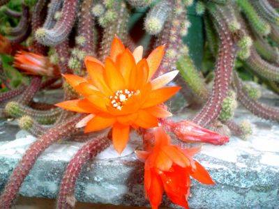 Pianta grassa in fiore