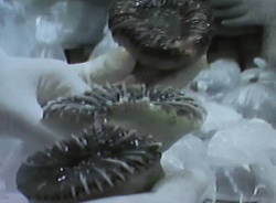 dogana malpensa visita interno aeroporto