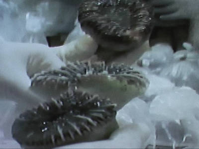 dogana malpensa visita interno aeroporto