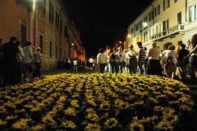 Notte Bianca Girasoli foto Alberto