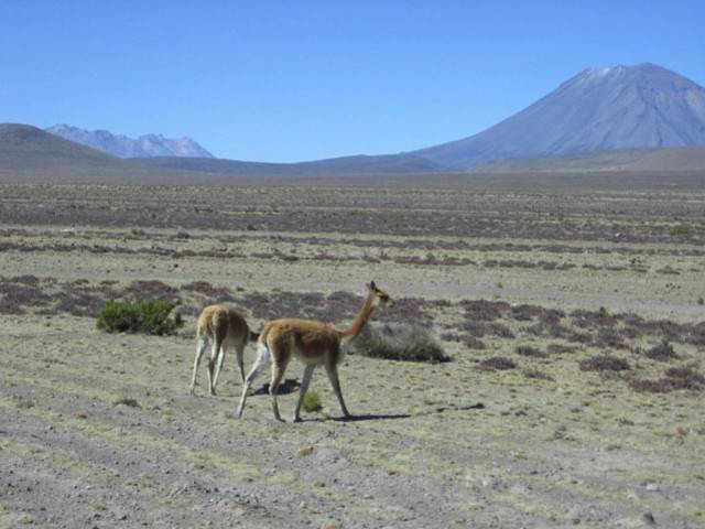 Perù