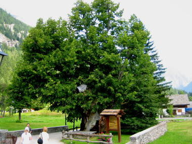 Vecchio TIGLIO