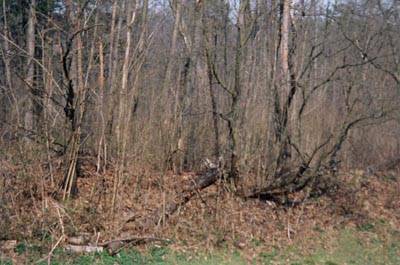 bosco ticino malpensa cascina tre pini