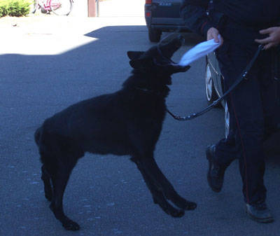 cane dick carabinieri