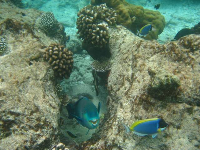 Maldive