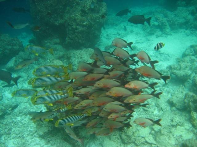Maldive