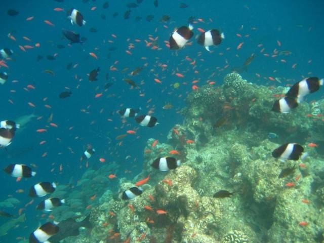 Maldive