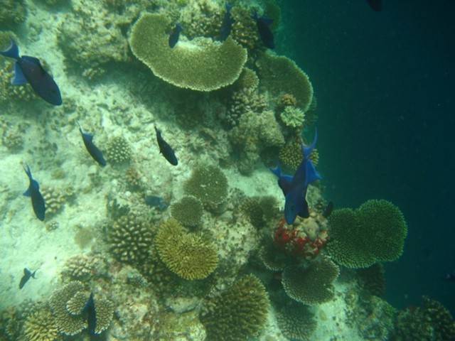 Maldive